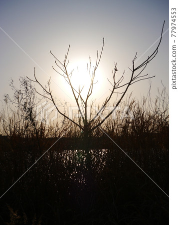 The sun shined on the dead tree and it became a silhouette The sun shined on the dead tree and it became a silhouette 77974553