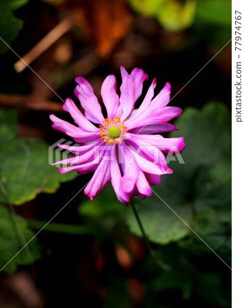 The lilac Japanese anemone that bloomed in the Sanin region (Kifune chrysanthemum) 77974767
