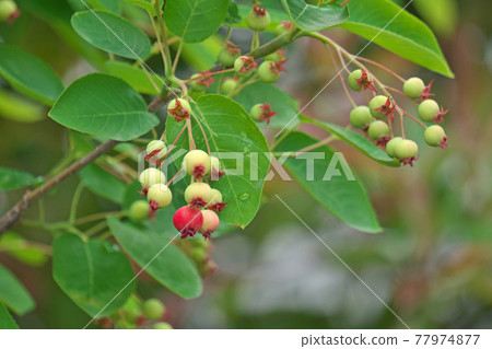 Colorful Juneberry fruit Colorful Juneberry fruit 77974877