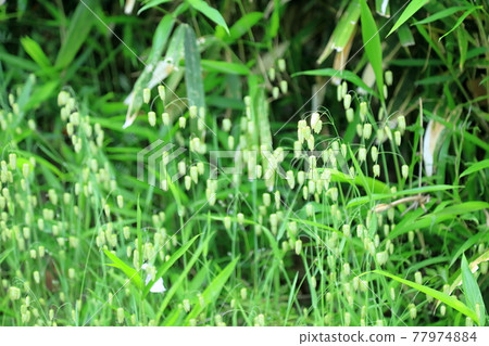 Cobansou花 Cobansou花 77974884