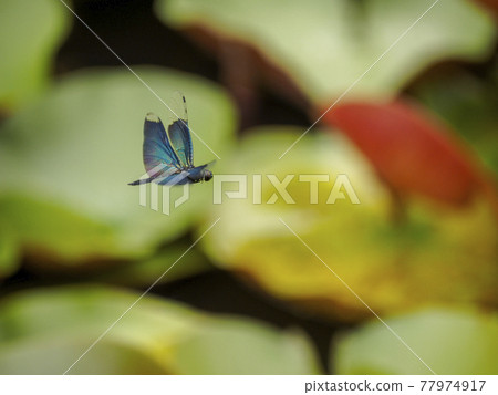 蝴蝶蜻蜓飛過睡蓮池 77974917