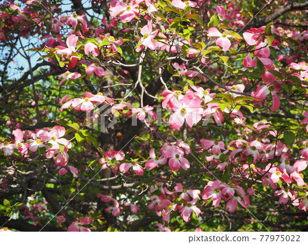 Dogwood Dogwood 77975022