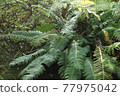 fern plant 77975042