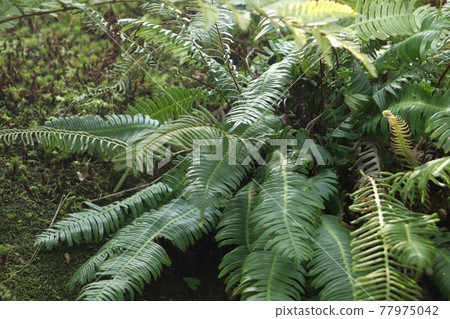 fern plant 77975042
