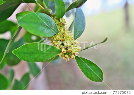 Small fruit of ilex 77975073