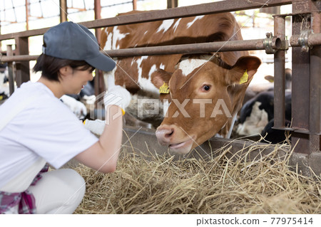 Young dairy farmer working on a ranch 77975414