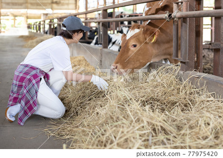 Young dairy farmer working on a ranch 77975420
