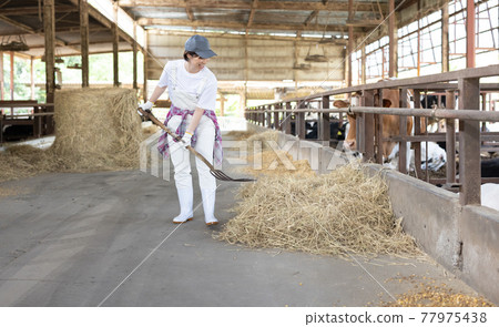 Young dairy farmer working on a ranch 77975438