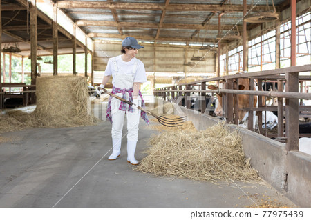 Young dairy farmer working on a ranch 77975439