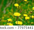 Tanpopo in full bloom 77975441