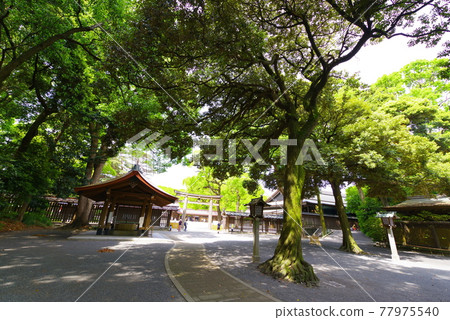 明治神宮的風景 明治神宮的風景 77975540