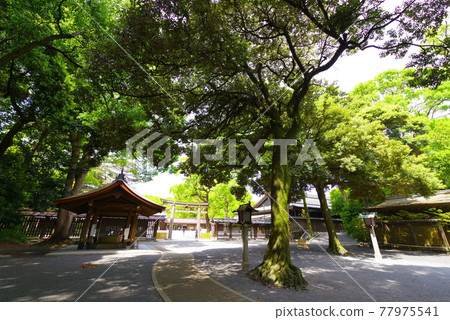 明治神宮的風景 明治神宮的風景 77975541
