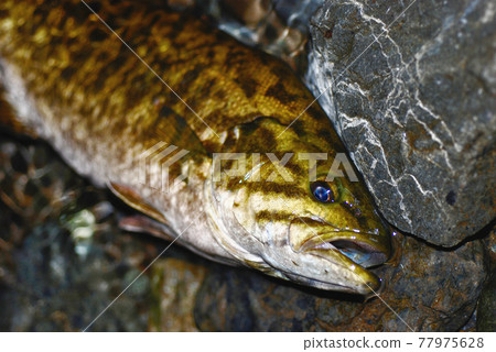 Smallmouth bass causing serious feeding damage to Japanese native aquatic animals Smallmouth bass causing serious feeding damage to Japanese native aquatic animals 77975628