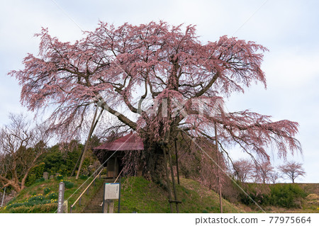 [Fukushima Prefecture] Ueishi's Fudo Sakura_01 77975664
