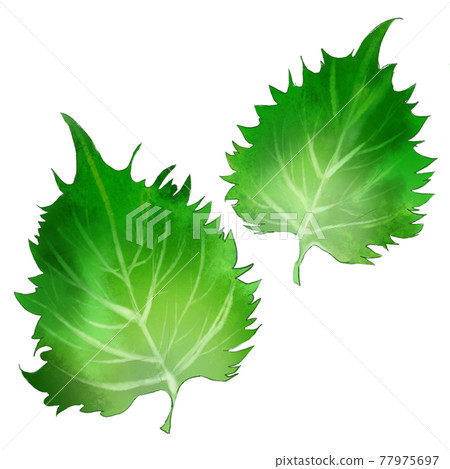 紫蘇葉套裝 紫蘇葉套裝 77975697