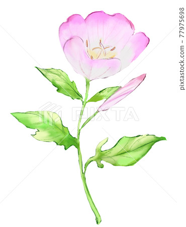 Pinkladies watercolor Pinkladies watercolor 77975698