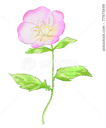 Pinkladies watercolor 77975699