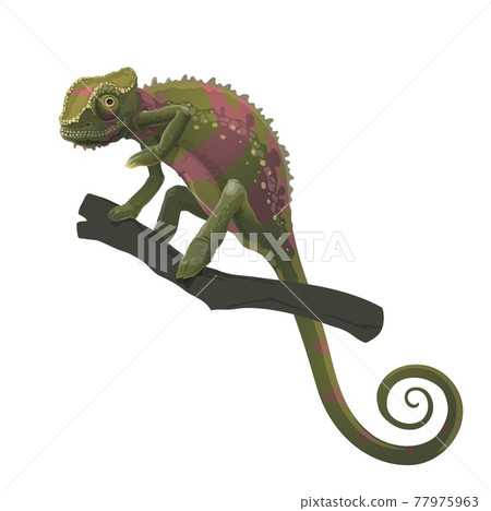 Chameleon lizard climbing, siting on tree branch Chameleon lizard climbing, siting on tree branch 77975963