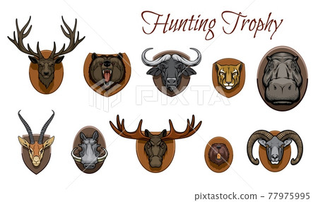 Hunting trophies, hunted animal heads on wall 77975995