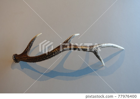 鹿角 鹿角 77976400