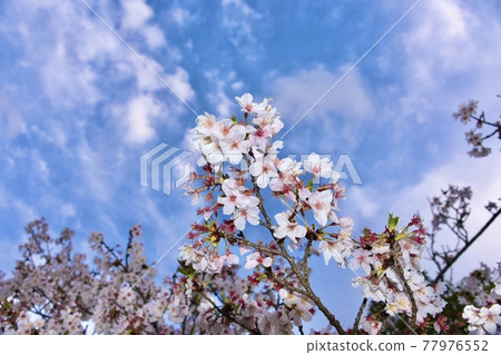 Cherry blossoms after the rain 77976552