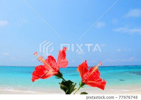Okinawa's beautiful sea and hibiscus 77976748