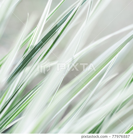 Decorative green and white grass. Arrhenatherum elatius bulbosum variegatum. Soft focus. Natural background. Decorative green and white grass. Arrhenatherum elatius bulbosum variegatum. Soft focus. Natural background. 77976887