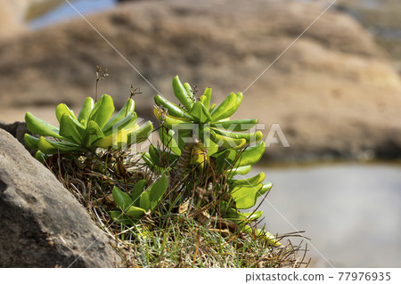 野柳海邊的植物 77976935