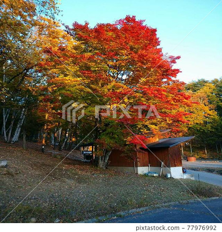 Beautiful autumnal scenery in Fujimi Town, Nagano Prefecture 77976992