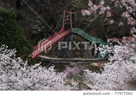 Spring scenery Sakura Yamatsuriyama Park Spring scenery Sakura Yamatsuriyama Park 77977062