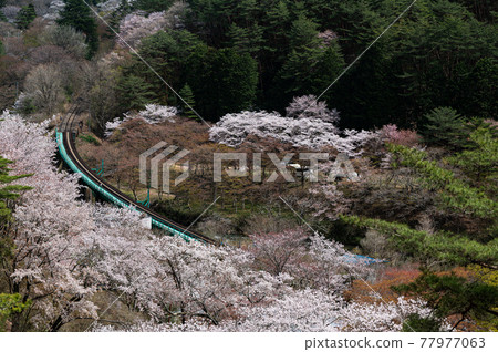 Spring scenery Sakura Yamatsuriyama Park Spring scenery Sakura Yamatsuriyama Park 77977063