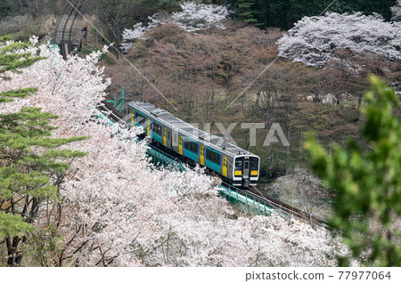 Spring scenery Sakura train Yamatsuriyama Park Spring scenery Sakura train Yamatsuriyama Park 77977064
