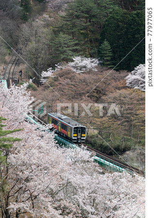 Spring scenery Sakura train Yamatsuriyama Park Spring scenery Sakura train Yamatsuriyama Park 77977065