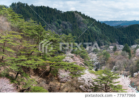 Spring scenery Sakura Yamatsuriyama Park Spring scenery Sakura Yamatsuriyama Park 77977066