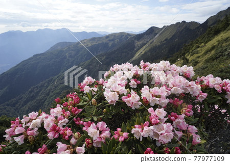 Rhododendrons blooming on Hehuan Mountain 77977109