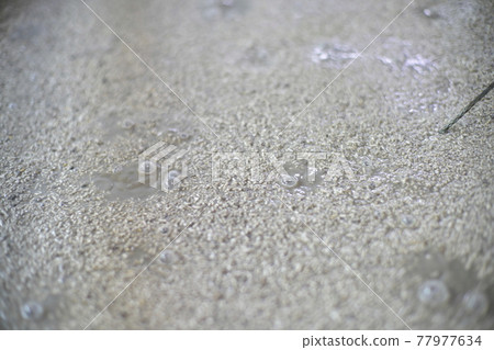 發酵過程中的泡盛醪 發酵過程中的泡盛醪 77977634