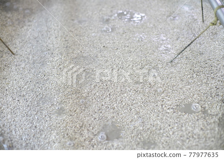 發酵過程中的泡盛醪 發酵過程中的泡盛醪 77977635