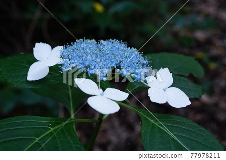 在雨季盛開的繡球 77978211