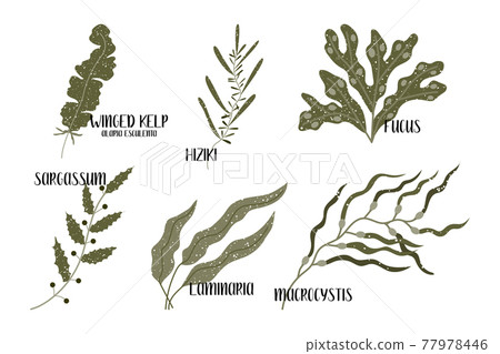 Set of edible seaweeds. Brown algae or Phaeophyceae. Fucus, Laminaria, Hiziki, Sargassum, Macrocystis, Winged kelp, Alaria esculenta. Sea vegetables. Vector flat illustration, isolated on white 77978446