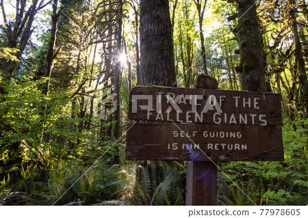 Canadian Rain Forest. Trail Signage around Fresh Green Trees 77978605