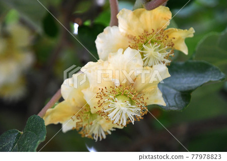Female flower of kiwifruit 77978823