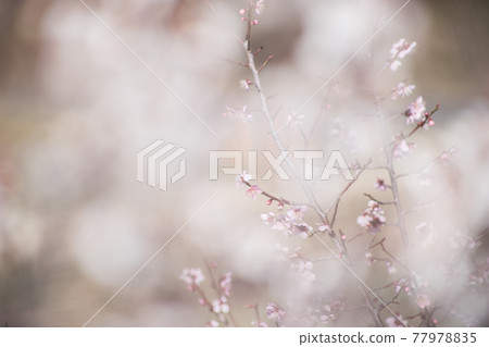 訴說山里春天的梅花 77978835