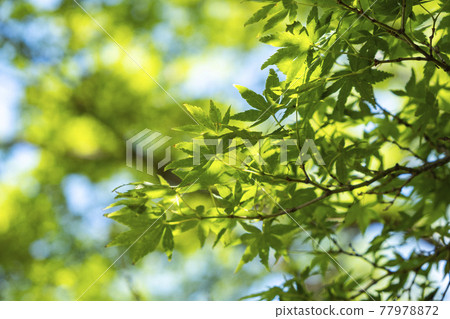 新鮮的綠楓[2021年初夏] 77978872