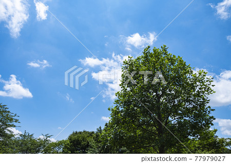 Arakawa Panorama Park [2021 Early Summer] 77979027