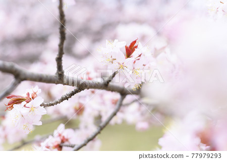 櫻花盛開(附視頻資料同時拍攝) 櫻花盛開(附視頻資料同時拍攝) 77979293