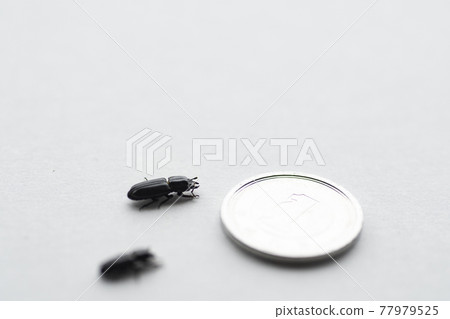 Sulfur stag beetle white background insect stag beetle stag beetle insect Sulfur stag beetle white background insect stag beetle stag beetle insect 77979525