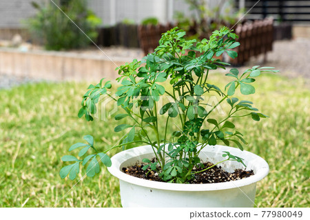 Cat repellent herb roe 77980049