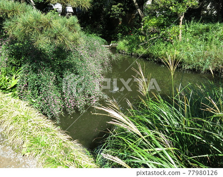 秋天可以看到萩和蒲葦的向島百花園 照片素材 圖片 圖庫