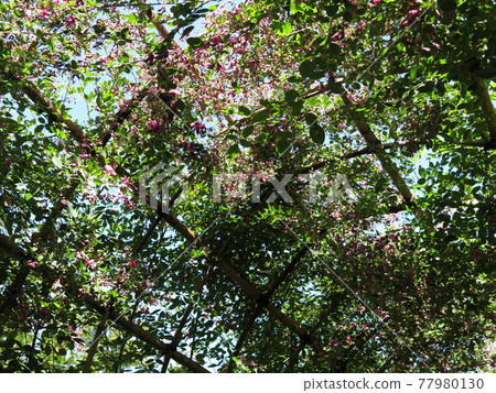 Hagi Tunnel at Mukojima Hyakkaen (Inside) 77980130
