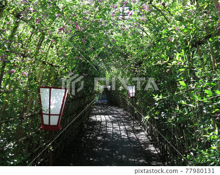 Hagi Tunnel at Mukojima Hyakkaen (Inside) 77980131